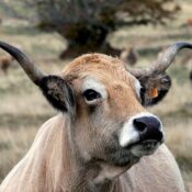 vache-aubrac